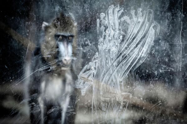 Miguel Ángel Rubio Robles. Работа победителя конкурса GDT European Wildlife Photographer of the Year 2019 Miguel Ángel Rubio Robles. Работа победителя конкурса GDT European Wildlife Photographer of the Year 2019
