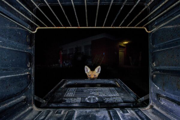 Jon Andoni Juarez Garcia. Работа финалиста конкурса GDT European Wildlife Photographer of the Year 2019 Jon Andoni Juarez Garcia. Работа финалиста конкурса GDT European Wildlife Photographer of the Year 2019