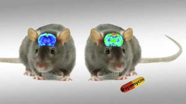 Рапамицин улучшает мозговое кровообращение у мышей