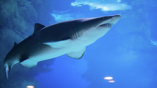 В Австралии опасная акула появилась в популярном для купания месте