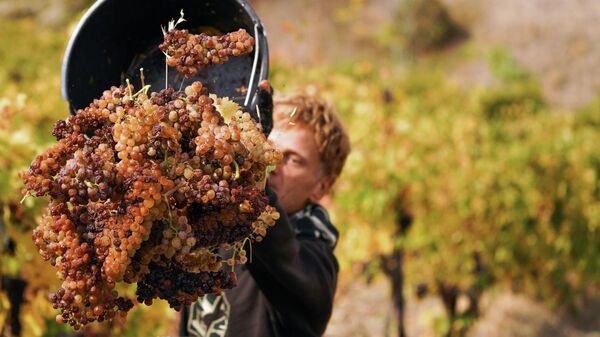 В Госдуме оценили преимущества нового закона о виноградарстве и виноделии