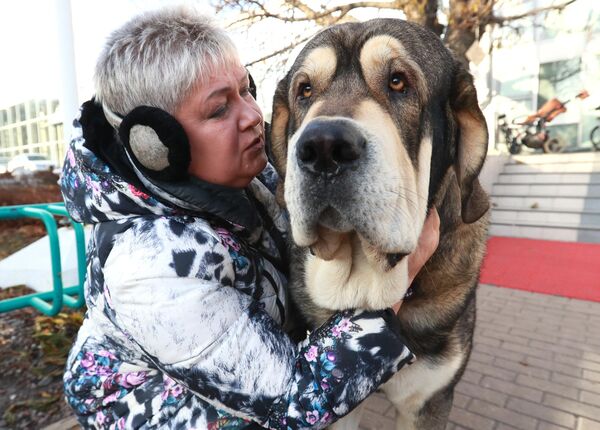 Собака породы испанский мастиф на международной выставке собак в Москве Собака породы испанский мастиф на международной выставке собак в Москве