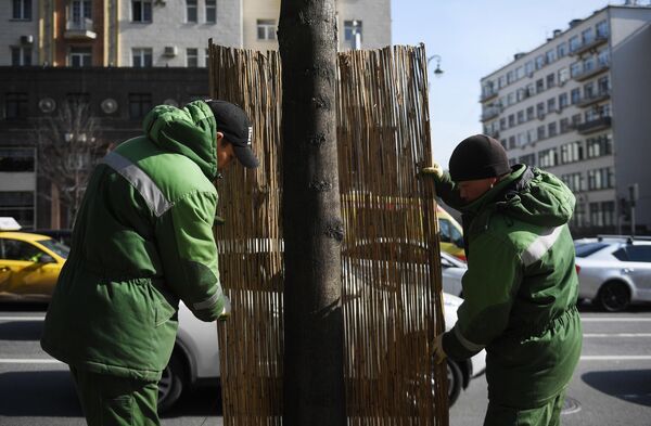 Работники коммунальной службы заменяют оплетку из бамбука на стволе дерева на Тверской улице в Москве Работники коммунальной службы заменяют оплетку из бамбука на стволе дерева на Тверской улице в Москве