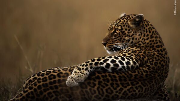 Clement Mwangi. Шортлист Wildlife Photographer of the Year LUMIX People's Choice Award Clement Mwangi. Шортлист Wildlife Photographer of the Year LUMIX People's Choice Award