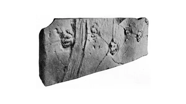 Каменная плита с отпечатками лап динозавра и следом движущегося камня