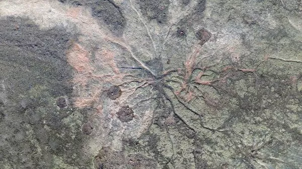 Окаменевшая корневая система археоптерисов - древнейших на планете деревьев