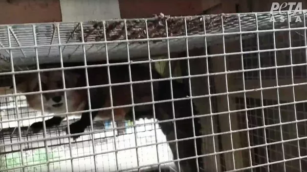 Лиса в клетке, кадр из видео расследования организации PETA