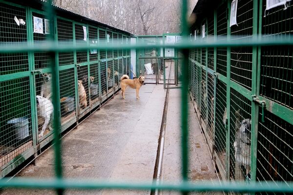 Собаки в вольерах на территории приюта для бездомных животных Зоорассвет в Кусково Собаки в вольерах на территории приюта для бездомных животных Зоорассвет в Кусково