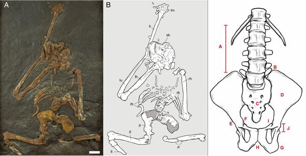 Oreopithecus bambolii. Скелет и реконструкция туловища Oreopithecus bambolii. Скелет и реконструкция туловища