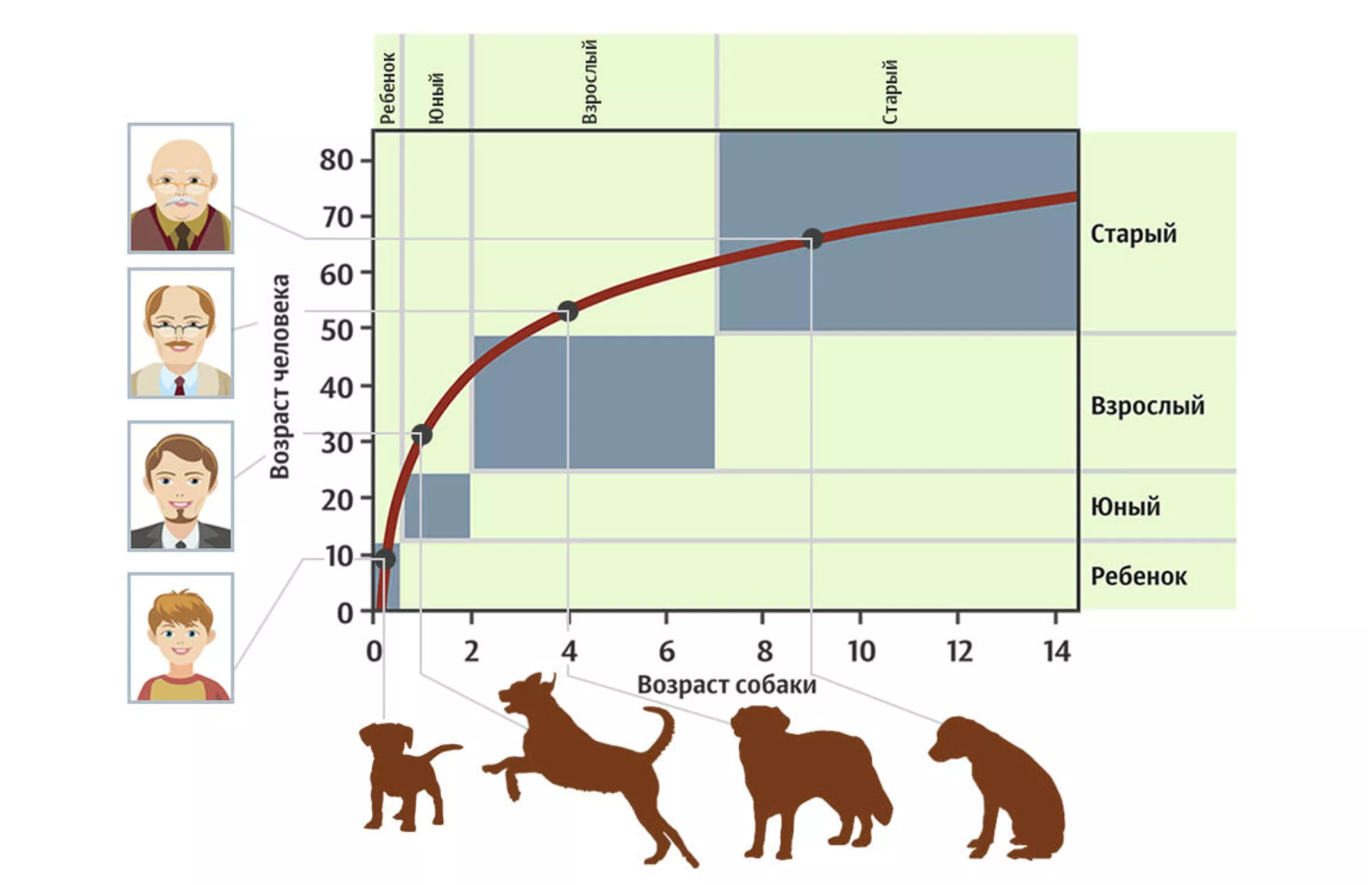 Не такие, как думали. Научные данные, изменившие представления о собаках собаки, собак, животные, возраста, мозга, образом, Причем, только, Земли, которым, SARSCoV2, всего, около, Однако, север, вирус, маршрут, организме, метров, определяют