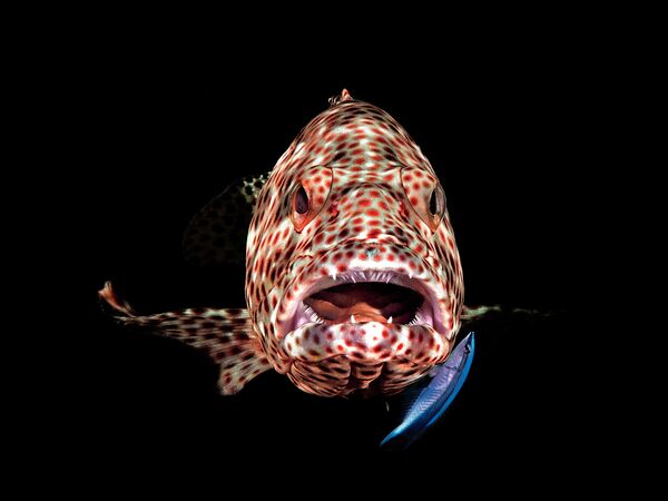 Ferenc Lorincz. Работа победителя конкурса 2019 Ocean Art Underwater Photo Competition Ferenc Lorincz. Работа победителя конкурса 2019 Ocean Art Underwater Photo Competition