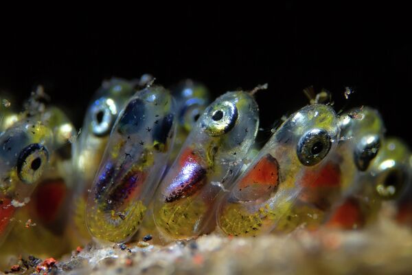 Paolo Isgro. Работа победителя конкурса 2019 Ocean Art Underwater Photo Competition Paolo Isgro. Работа победителя конкурса 2019 Ocean Art Underwater Photo Competition