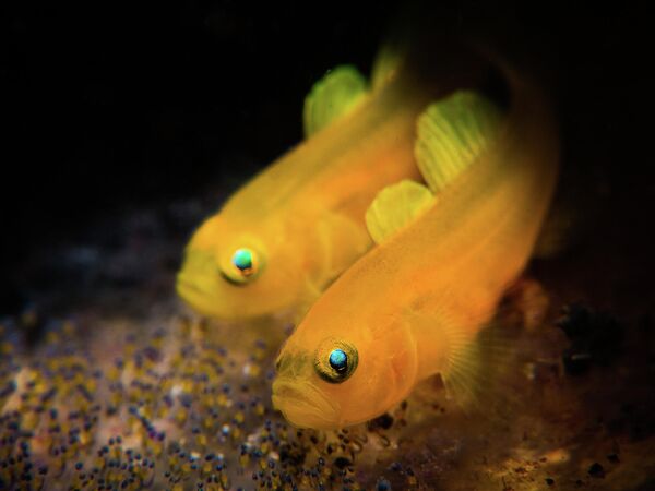 Stan Chen. Работа победителя конкурса 2019 Ocean Art Underwater Photo Competition Stan Chen. Работа победителя конкурса 2019 Ocean Art Underwater Photo Competition