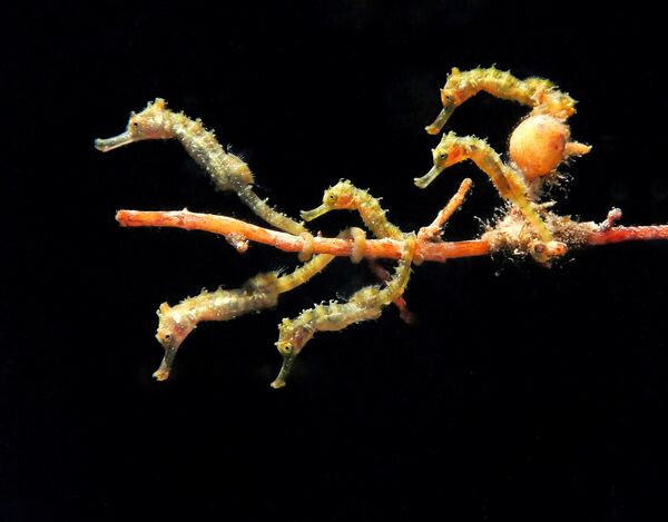 Jules Casey. Работа победителя конкурса 2019 Ocean Art Underwater Photo Competition Jules Casey. Работа победителя конкурса 2019 Ocean Art Underwater Photo Competition