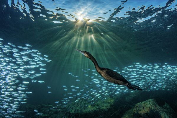Hannes Klostermann. Работа победителя конкурса 2019 Ocean Art Underwater Photo Competition Hannes Klostermann. Работа победителя конкурса 2019 Ocean Art Underwater Photo Competition