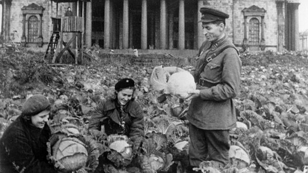 Сбор урожая капусты на огороде у Исаакиевского собора. Блокада Ленинграда Сбор урожая капусты на огороде у Исаакиевского собора. Блокада Ленинграда