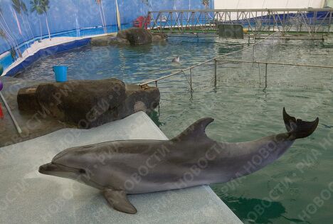 Выступление дельфинов в дельфинарии Московского Зоопарка Выступление дельфинов в дельфинарии Московского Зоопарка