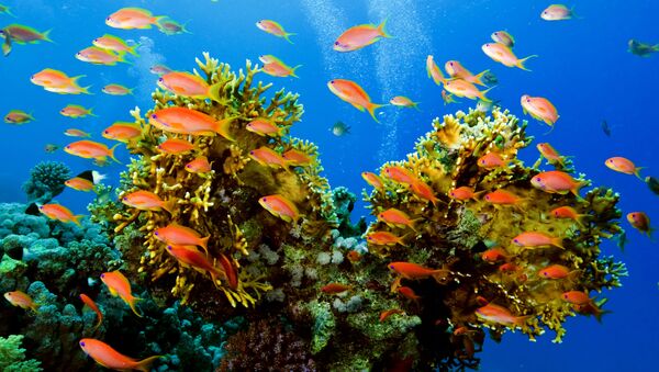 Дайвинг в Красном море. Архивное фото Дайвинг в Красном море. Архивное фото