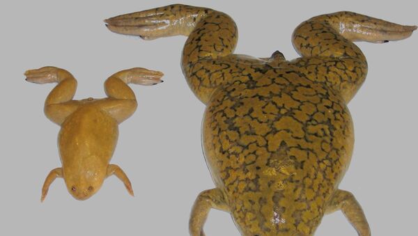 Xenopus tropicalis (слева) и Xenopus laevis (справа) Xenopus tropicalis (слева) и Xenopus laevis (справа)