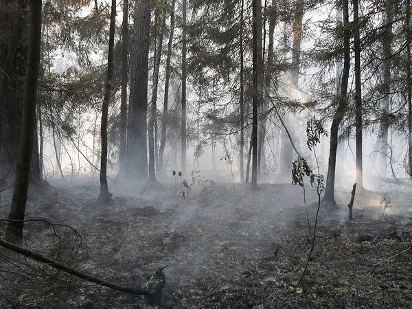 Пожар в Раменском лесу Пожар в Раменском лесу