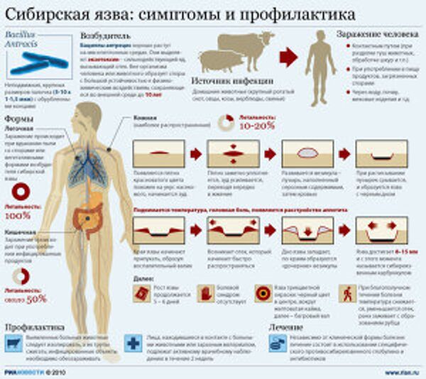 Сибирская язва: симптомы и профилактика Сибирская язва: симптомы и профилактика