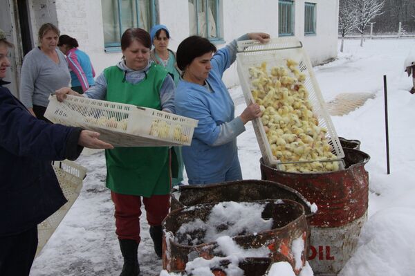 Уничтожение цыплят на птицефабрике Красная поляна в Железногорском районе Курской области Уничтожение цыплят на птицефабрике Красная поляна в Железногорском районе Курской области