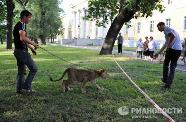 Молодую львицу два дня держат в запертом микроавтобусе на Литейном проспекте в Санкт-Петербурге Молодую львицу два дня держат в запертом микроавтобусе на Литейном проспекте в Санкт-Петербурге