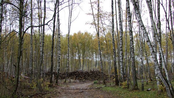 Химкинский лес Химкинский лес