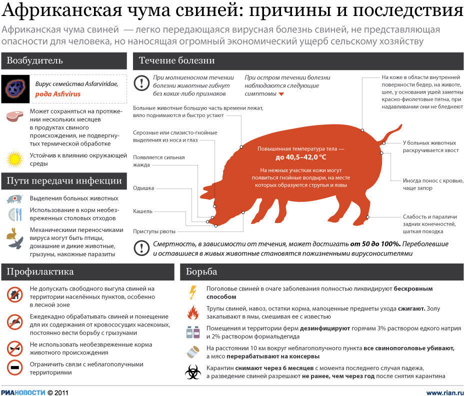 Симптомы и профилактика африканской чумы свиней Симптомы и профилактика африканской чумы свиней