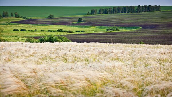 Участок восстановленной лесостепи на Куликовом поле Участок восстановленной лесостепи на Куликовом поле