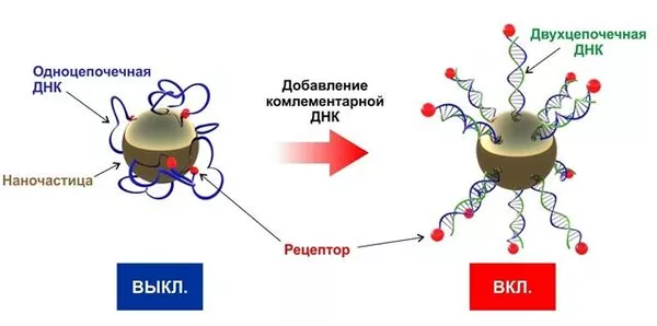 Рис. 2. Активация рецептора на поверхности наночастиц при добавлении комплементарной нити ДНК Рис. 2. Активация рецептора на поверхности наночастиц при добавлении комплементарной нити ДНК