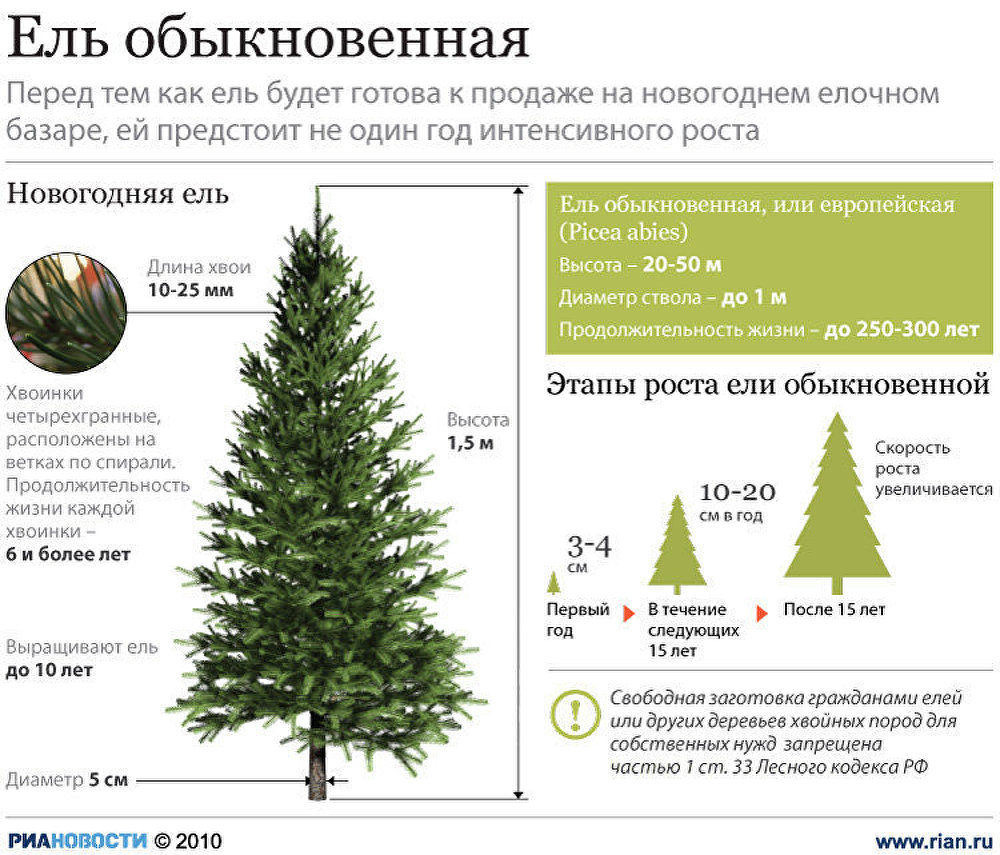 На рисунке изображены ель и секвойя высота ели равна 30 м какова примерная высота секвойи