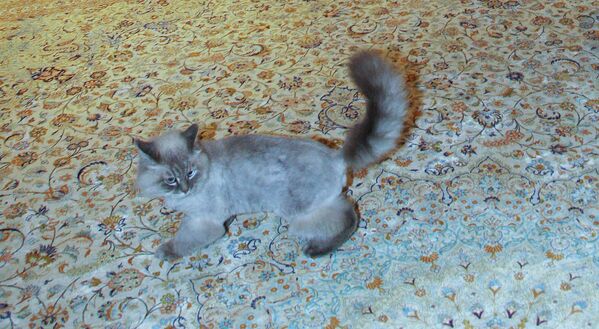Кот Дмитрия Медведева Дорофей Кот Дмитрия Медведева Дорофей