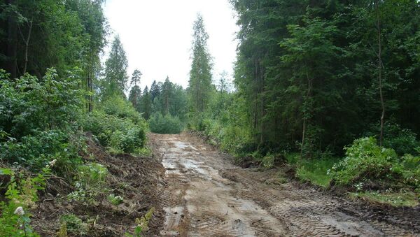 В Сиверском лесу Ленинградской области. Архивное фото В Сиверском лесу Ленинградской области. Архивное фото