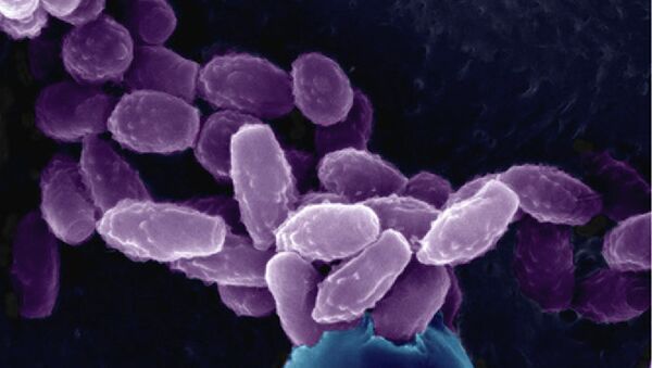 Ученые из университета Дьюка в Дареме исследовали грибок вида Cryptococcus neoformans Ученые из университета Дьюка в Дареме исследовали грибок вида Cryptococcus neoformans