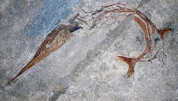 Хорошо сохранившаяся окаменелость древней рыбы Saurichthys curionii позволила ученым найти новый механизм удлинения тела у позвоночных Хорошо сохранившаяся окаменелость древней рыбы Saurichthys curionii позволила ученым найти новый механизм удлинения тела у позвоночных