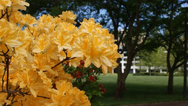 Глиб-парк (Glebe Park) в Канберре Глиб-парк (Glebe Park) в Канберре