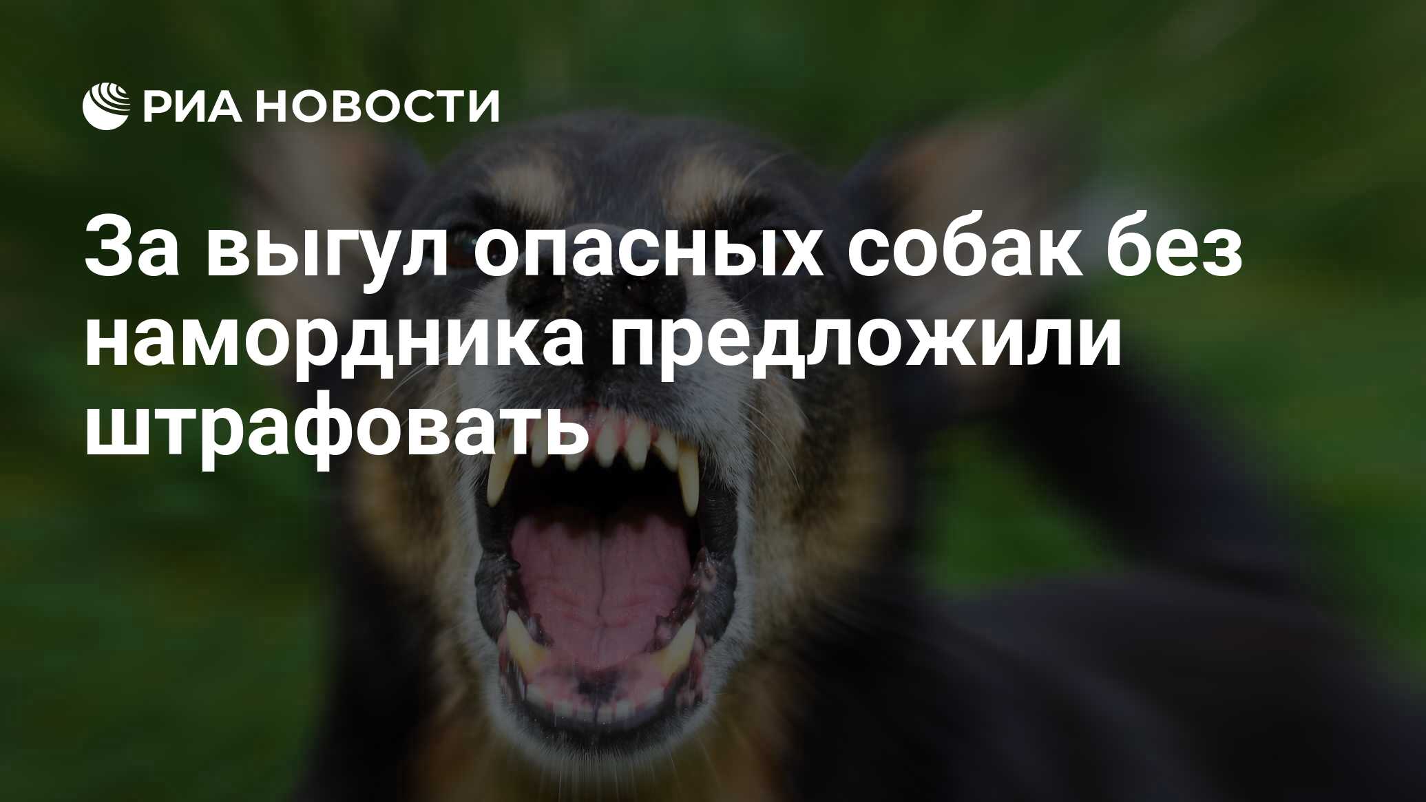 За выгул опасных собак без намордника предложили штрафовать