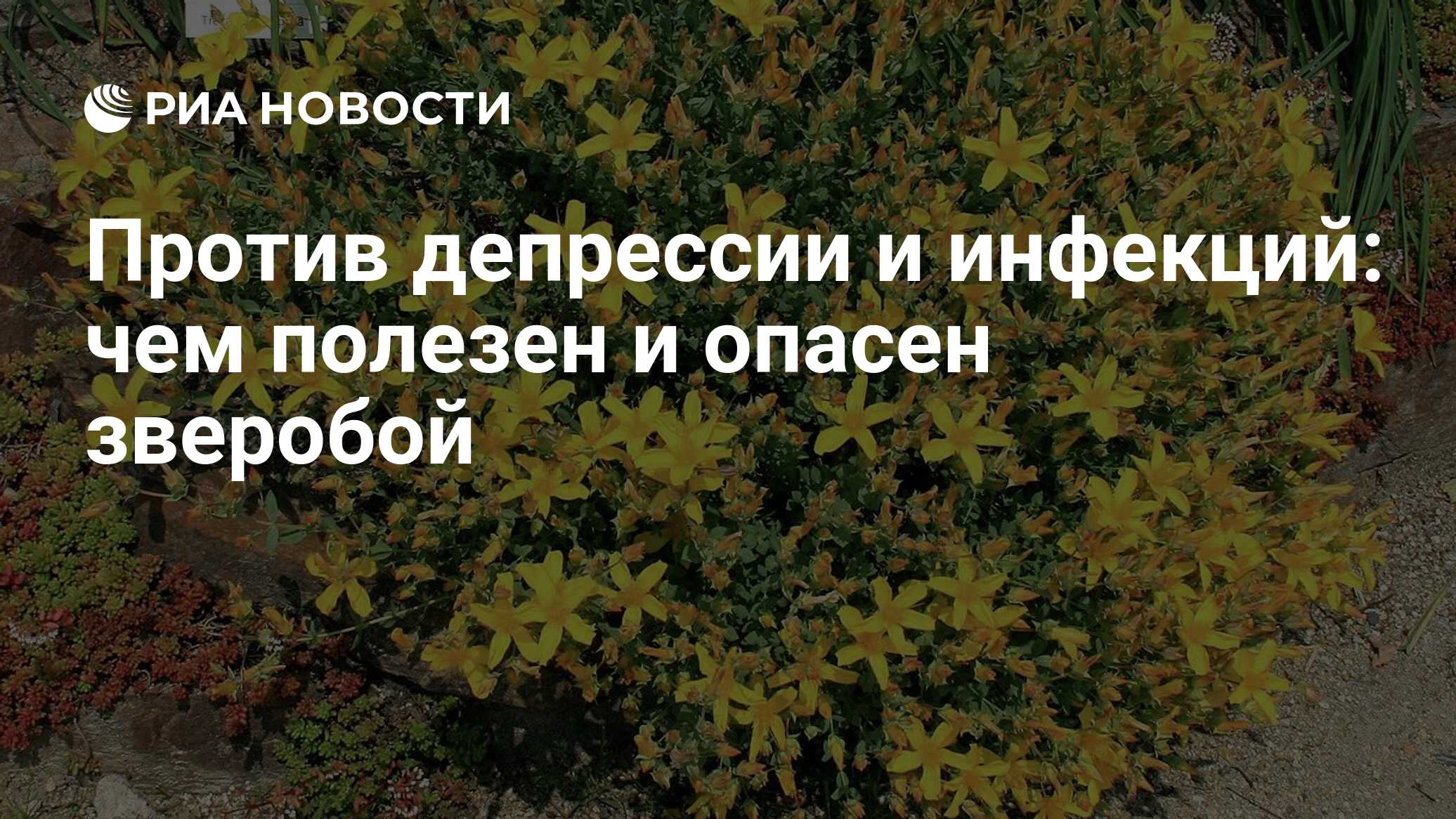 Зверобоя трава при язве желудка Зверобоя трава при язве желудка thumbnail