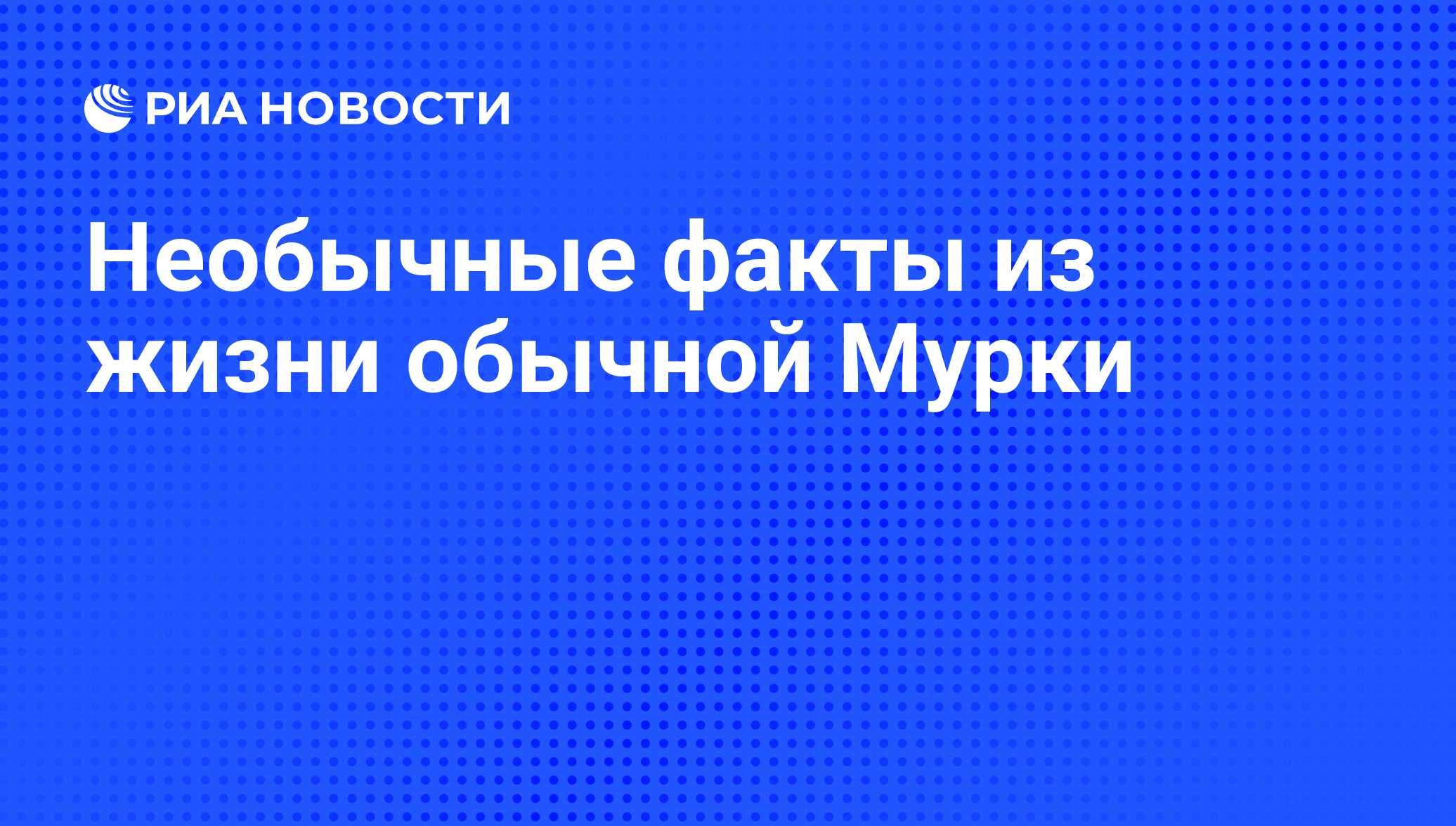 занимала 3 кота